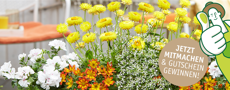Ritter - Blumen und Pflanzen aus Wallerstein