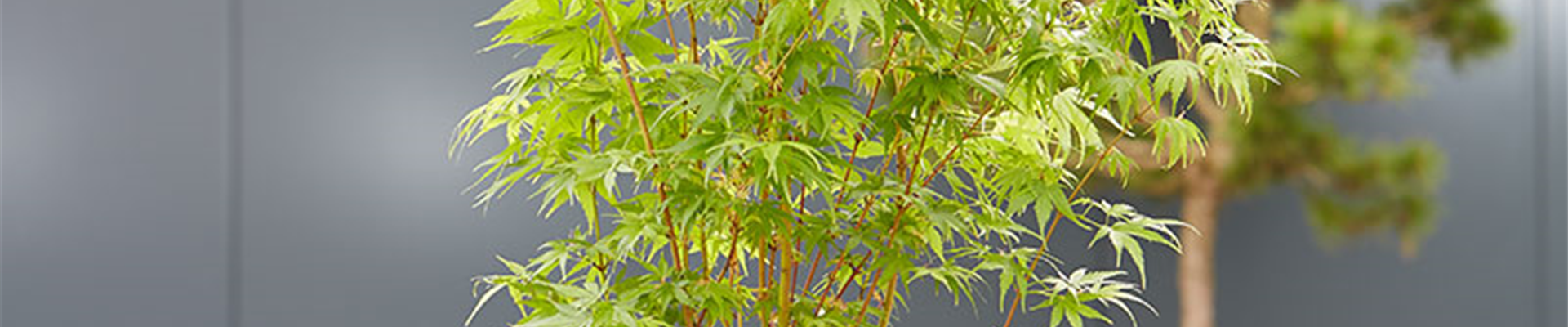 FERNöSTLICHES FLAIR!