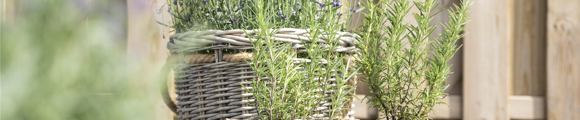 Rosamrinus officinalis, Lavandula angustifolia