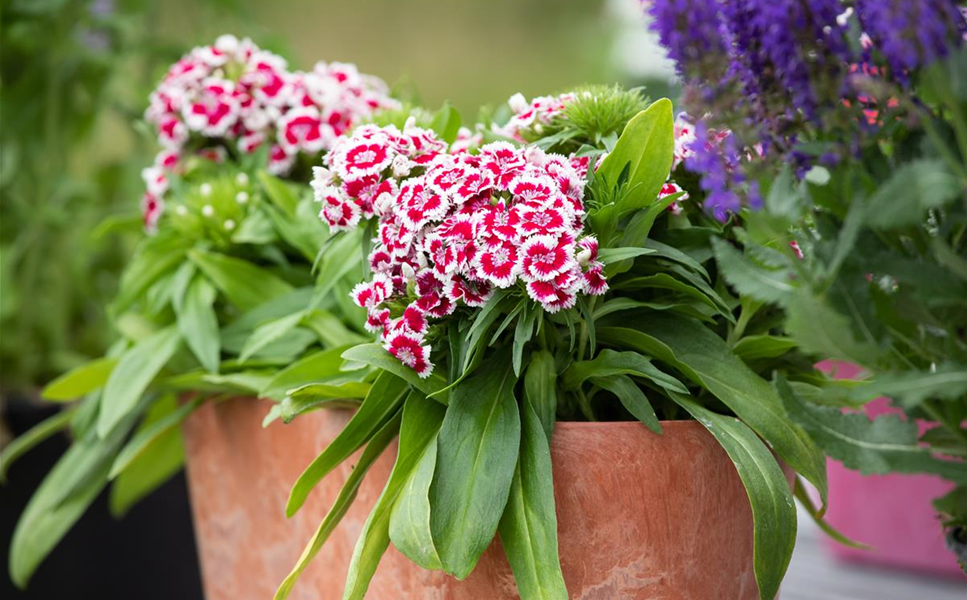 Pflanzideen - Besondere Arrangements