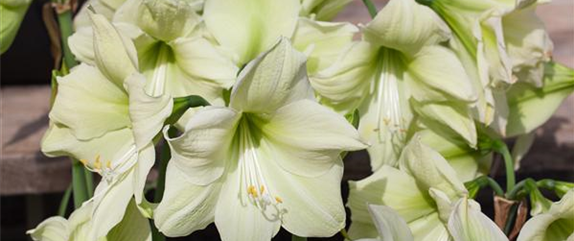 AMARYLLIS AMARYLLIS