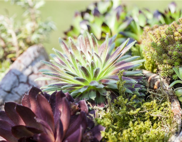 DAS SEMPERVIVUM!