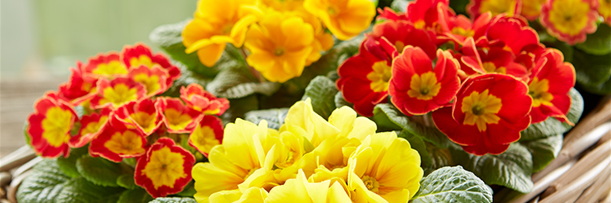 PFLANZE DES MONATS FEBRUAR: KISSENPRIMEL