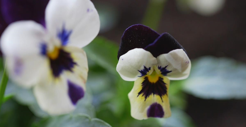 Hornveilchen - Einpflanzen im Garten