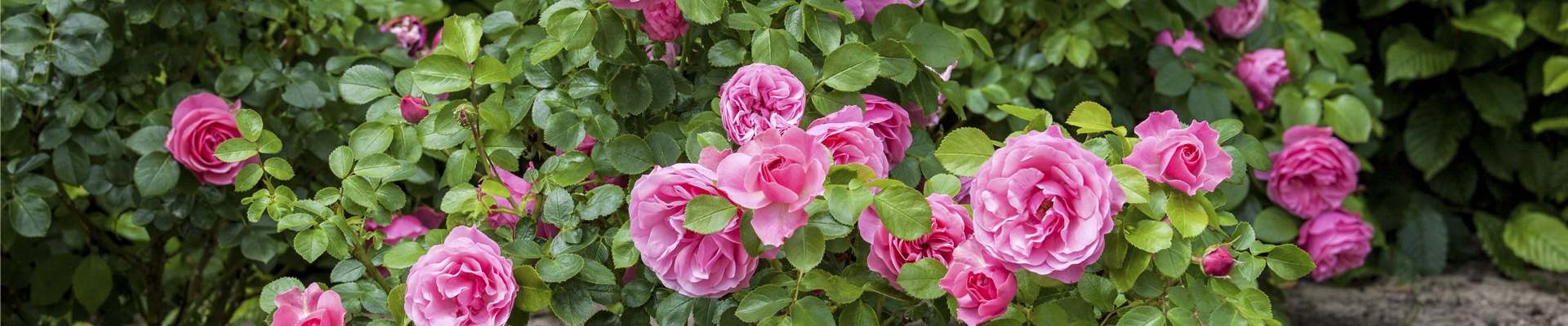 Rosa, rosa