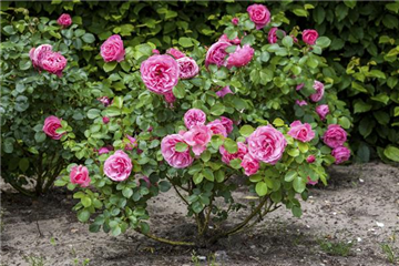 DER OKTOBER - PFLANZZEIT FÜR ROSEN DER OKTOBER - PFLANZZEIT FÜR ROSEN