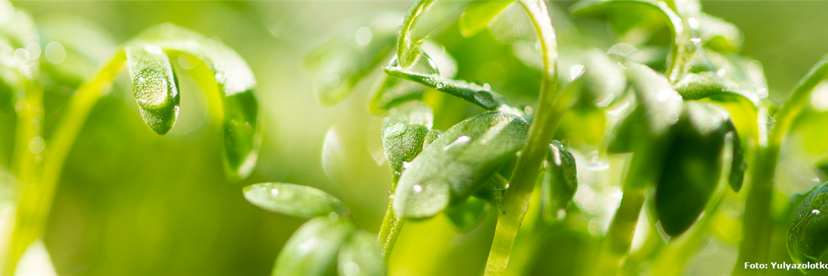 Pflanze des Monats Mai: Kresse