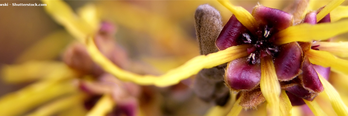 Pflanze des Monats November: Zaubernuss