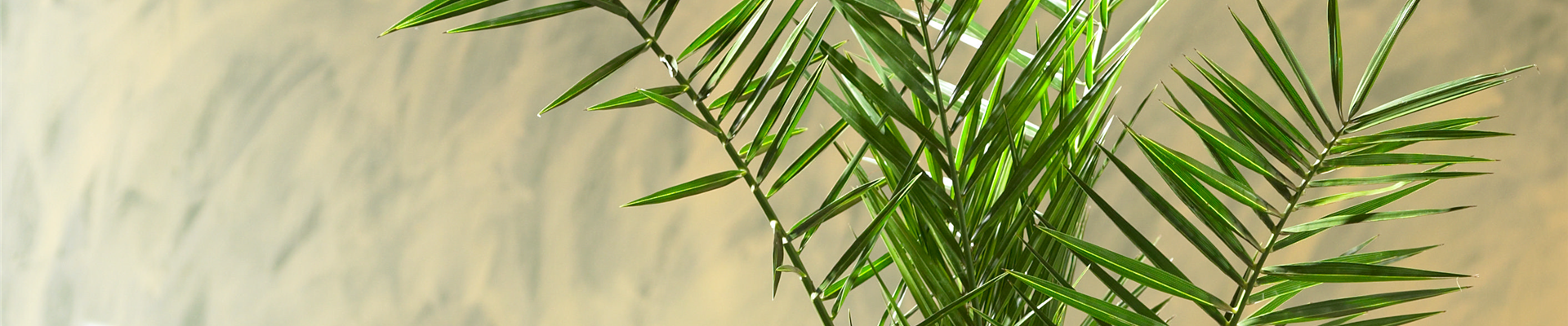 KANARISCHE DATTELPALME