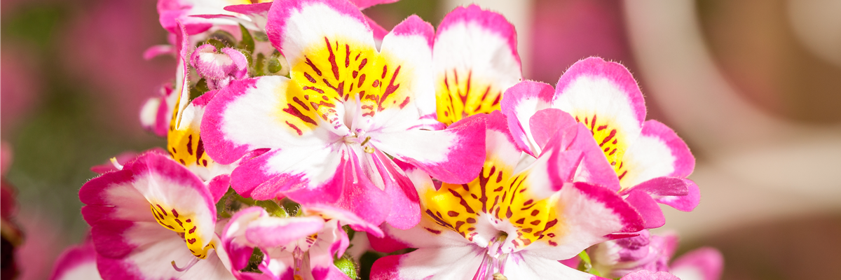 Schizanthus wisetonensis