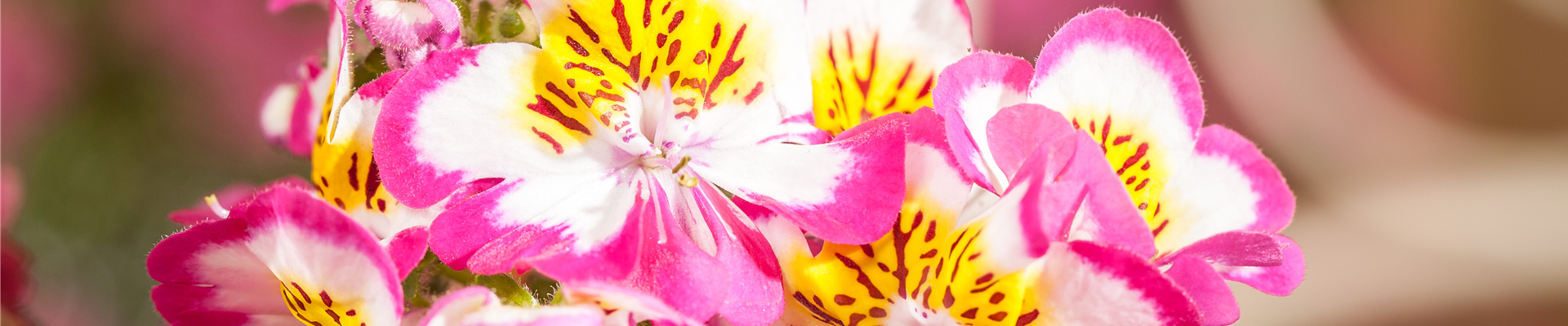 Schizanthus wisetonensis