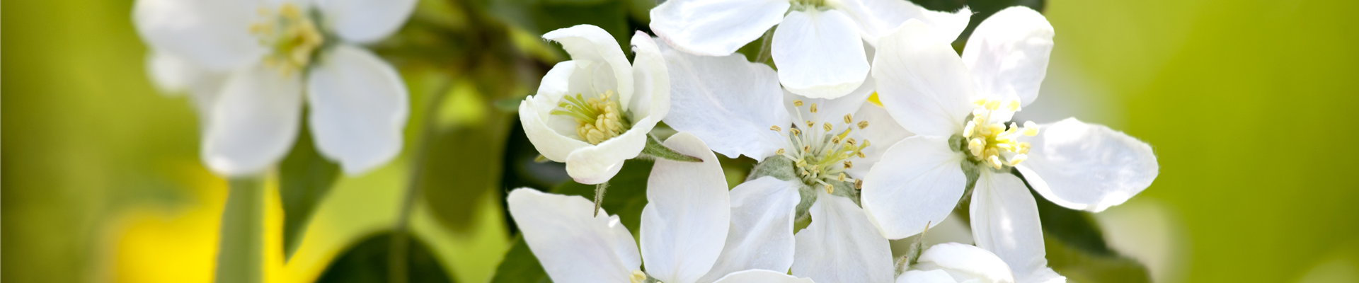 Malus domestica