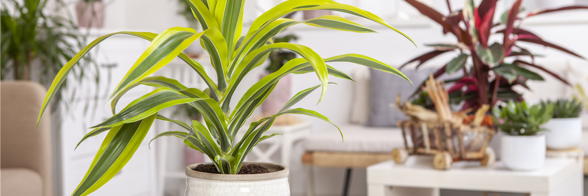 Dracaena fragrans 'Lemon Lime'