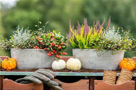 HERBSTLICHE PFLANZIDEEN HERBSTLICHE PFLANZIDEEN