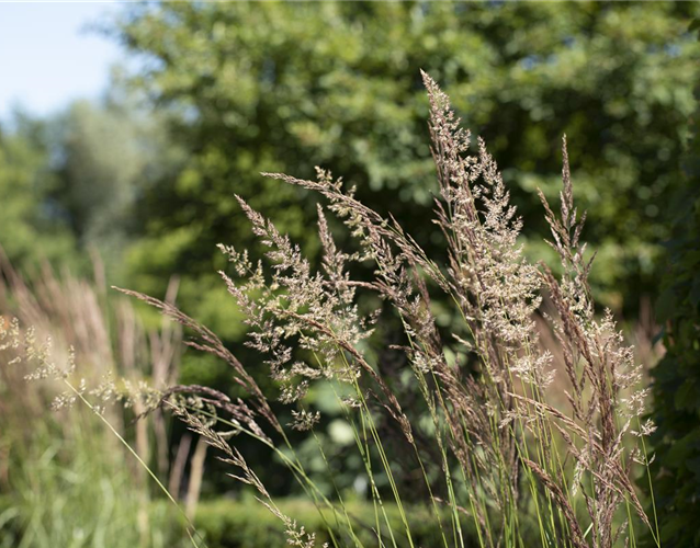 WIE GRäSER DEN GARTEN AUFWERTEN!