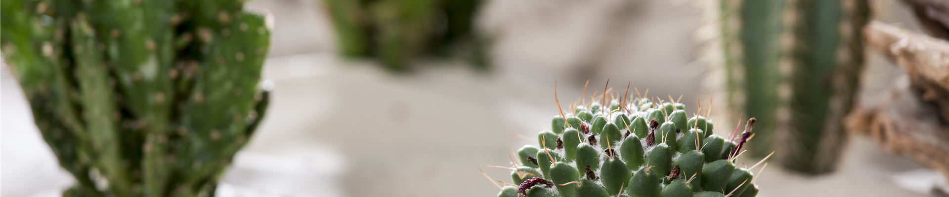 Cactus