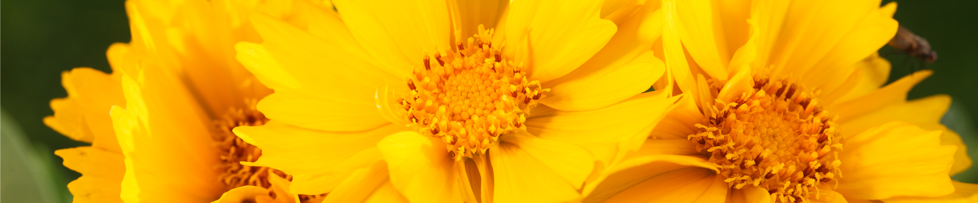 Coreopsis