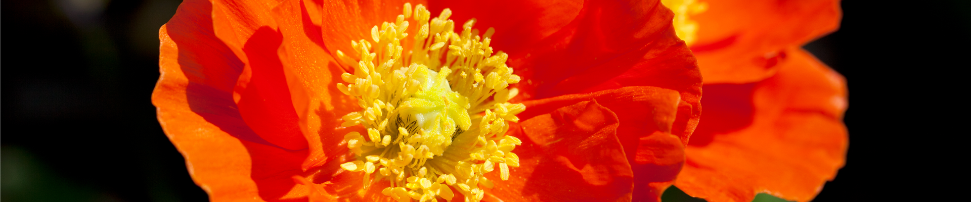 Papaver nudicaule