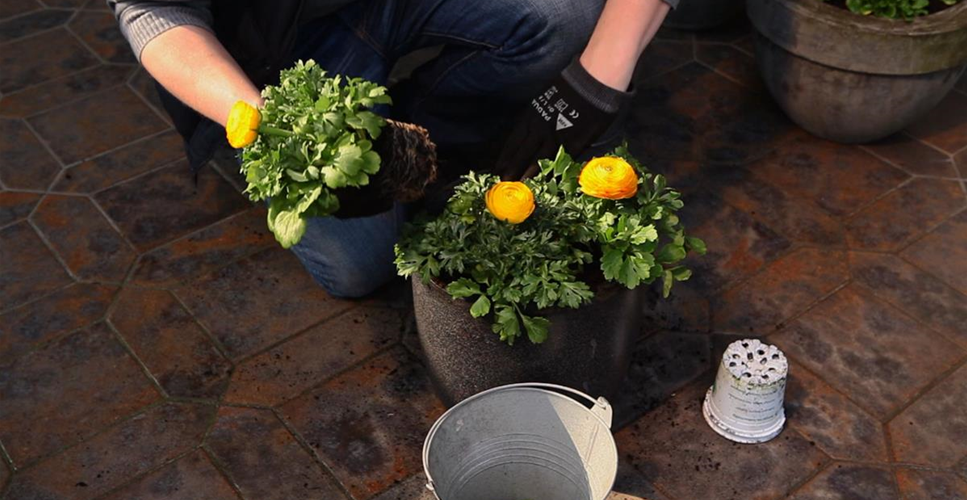 RANUNKELN - EINPFLANZEN IN EIN GEFäSS