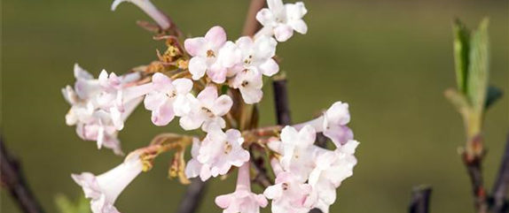 FRüHBLüHENDE GEHöLZE! FRüHBLüHENDE GEHöLZE!