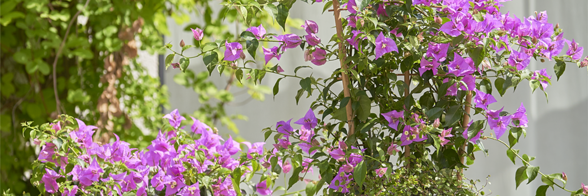 Pflanze des Monats Mai: Bougainvillea