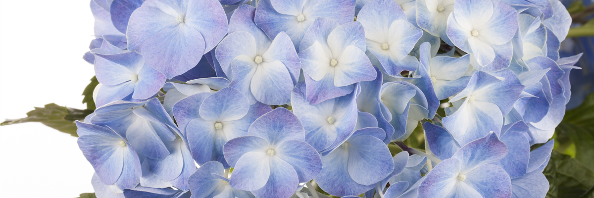 Hydrangea macrophylla, blau