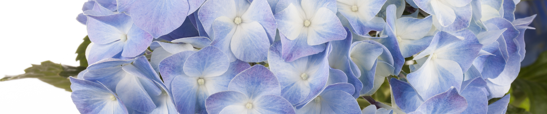 Hydrangea macrophylla, blau