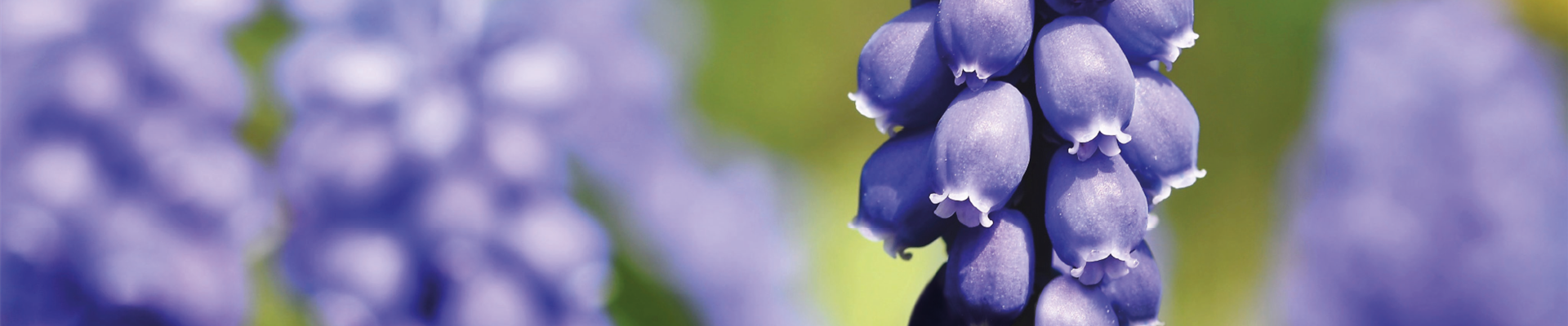 PFLANZE DES MONATS FEBRUAR: TRAUBENHYAZINTHE