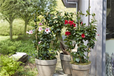 PFLANZE DES MONATS APRIL: DIPLADENIE