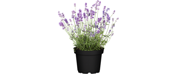 LILA LAUNE BLüTEN!