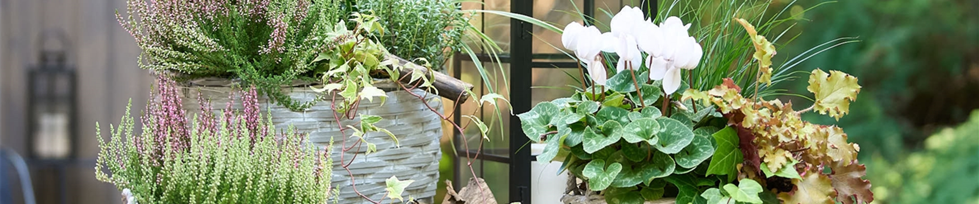 HERBSTBLüHER IM GEFäSS!