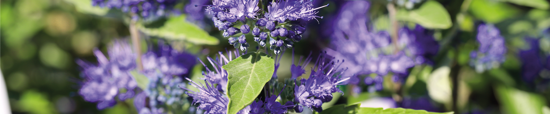 PFLANZE DES MONATS AUGUST: BARTBLUME