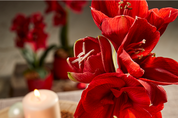 AMARYLLIS AMARYLLIS