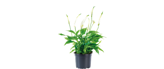 SCHöNE SCHLICHTHEIT!