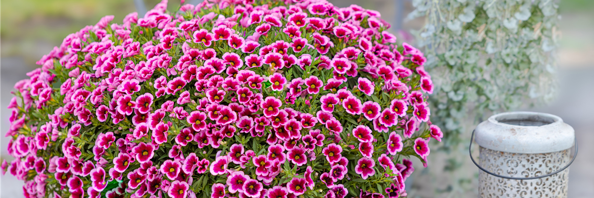 Veranstaltungen und Events