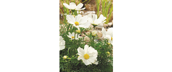 SO SCHöN BLüHT ES IM BEET! 