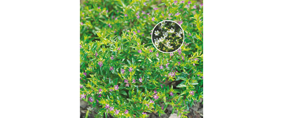 SO SCHöN BLüHT ES IM BEET! 