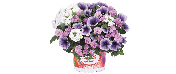 URLAUB AUF DEM BALKON! 