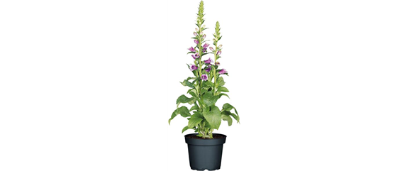 SOMMER IM STAUDENGARTEN!