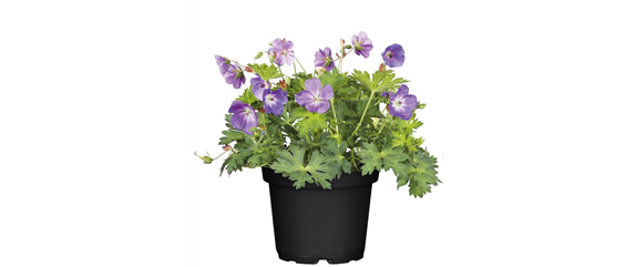 ELEGANTER ROSENGARTEN! 